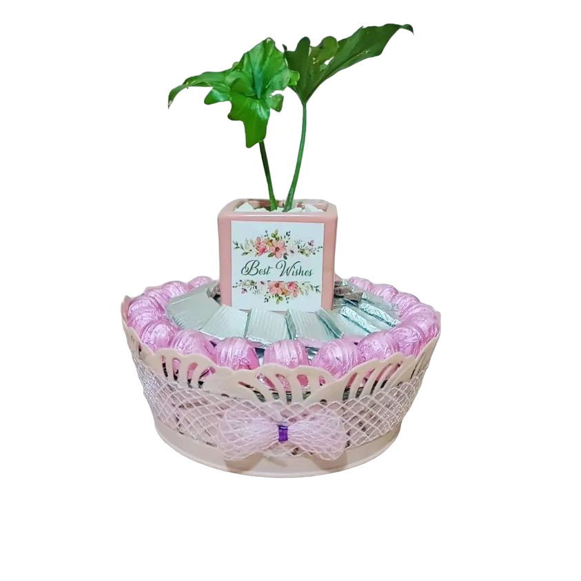 Customized Plant Hamper